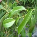 Cinnamon Leaf Oil (Cinnamomum Zeylanicum) - 10 ml