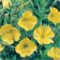 Evening Primrose Oil (Oenothera Biennis) – Premium Natural Oil for Skin, Hair & Hormonal Wellness - 100 ml