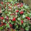 Gaultheria Oil (Wintergreen) - 1000 ml