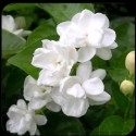 Jasmine Grandifloram (Jasminum Grandiflorum) - 5 ml