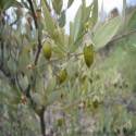 Jojoba Oil (Simmondsia Chinensis) – Balancing Natural Oil for Skin, Hair & Wellness - 100 ml