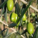 Olive Oil (Olea Europaea) – Natural Nourishing Oil for Skin, Hair & Wellness- 60 ml