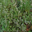 Thyme Oil (Thymus Vulgaris) - 10 ml